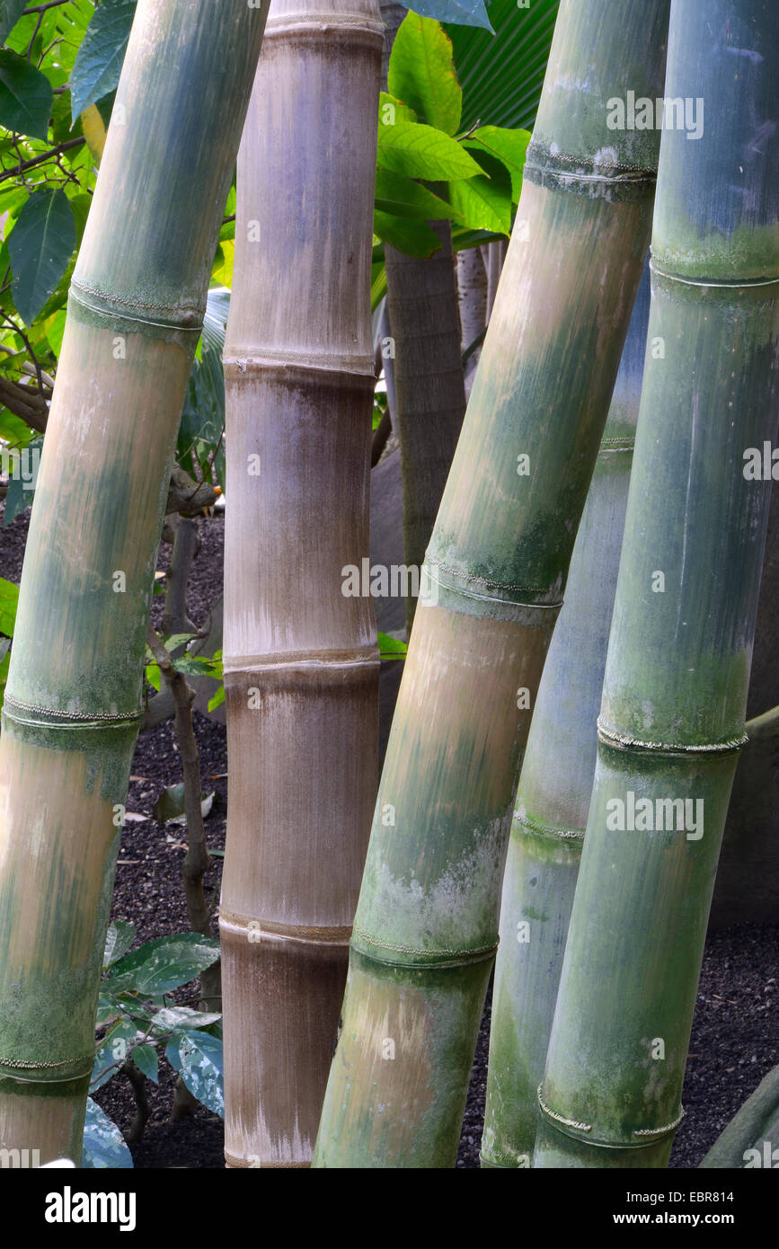 giant bamboo (Dendrocalamus giganteus, Bambusa gigantea), sprouts Stock Photo