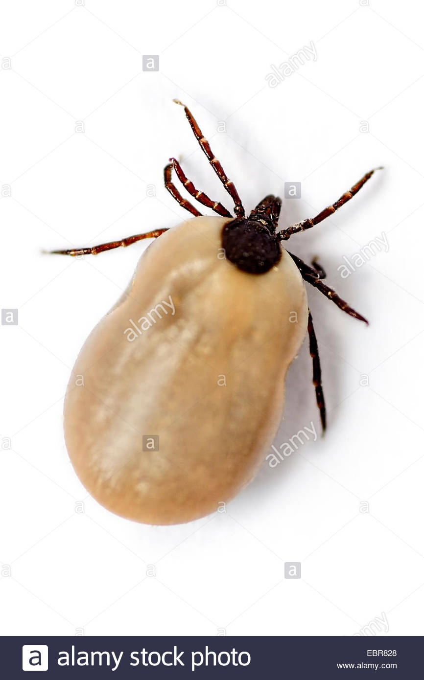 European castor bean tick, European sheep tick (Ixodes ricinus Stock
