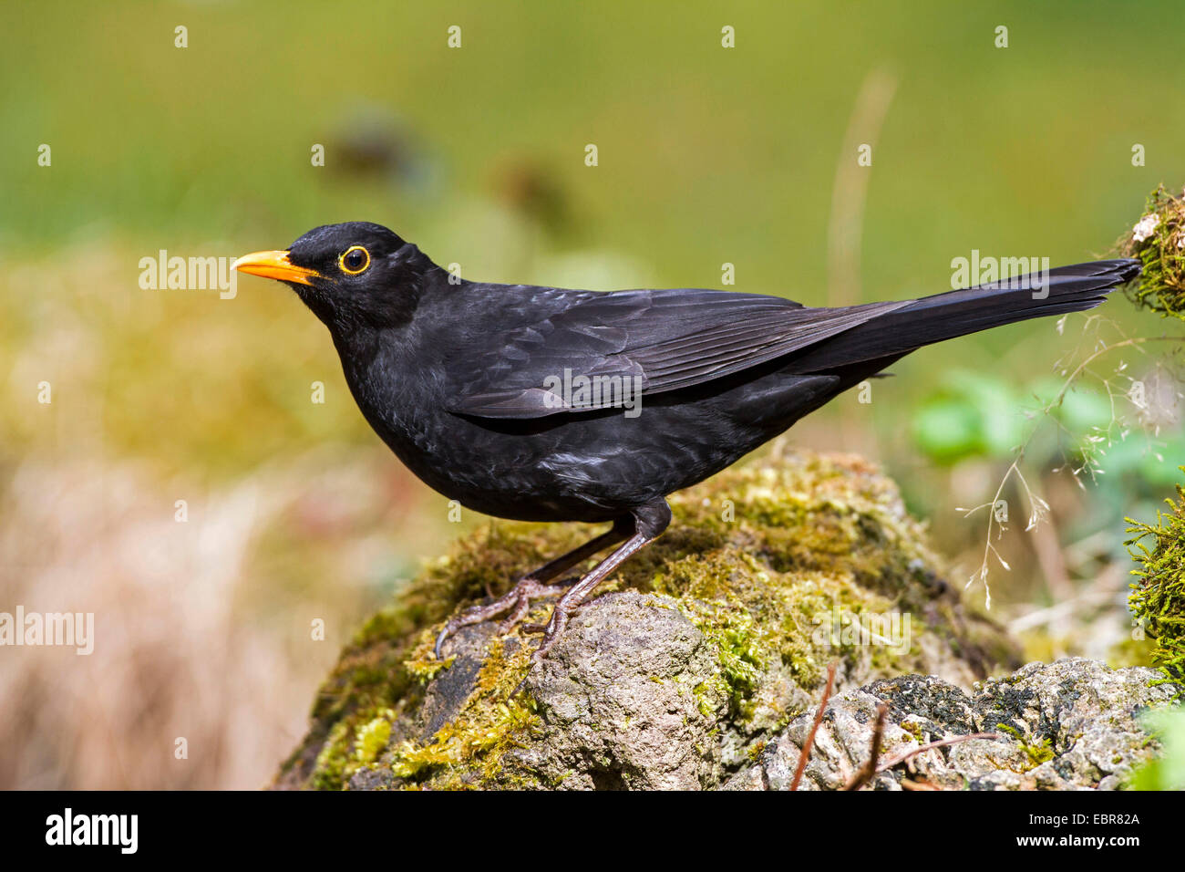 blackbird (Turdus merula), male, Germany Stock Photo