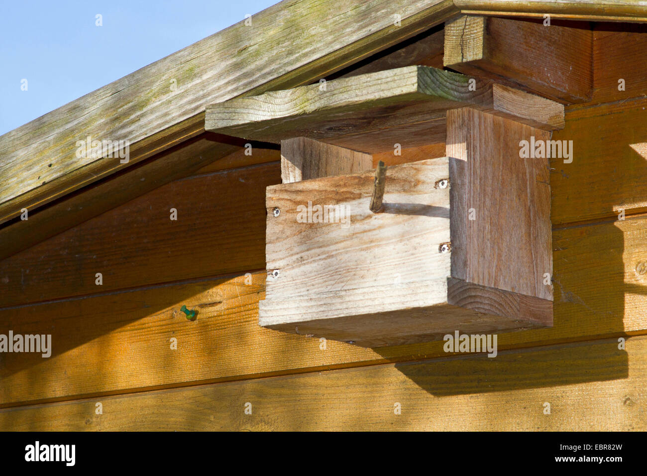 birdbox for cave breeders at tool shed, Germany Stock Photo