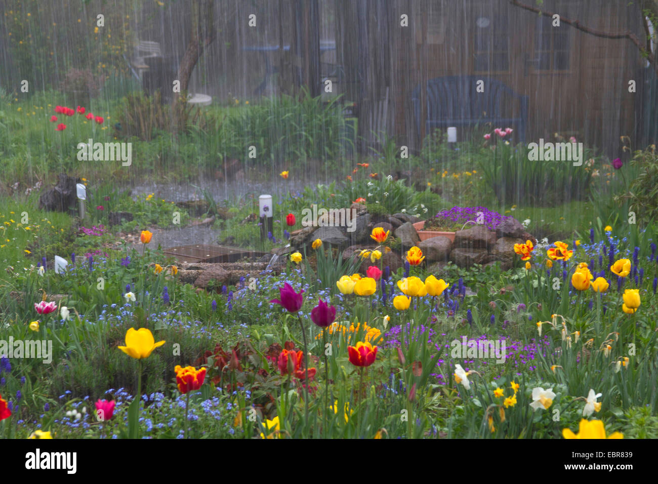 heavy shower with hail in a garden in spring, Germany Stock Photo