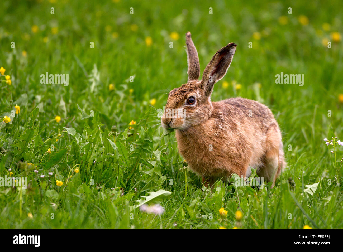 European hare, Brown hare (Lepus europaeus), feeding on dandelion, Germany, Bad Wuennenberg Stock Photo