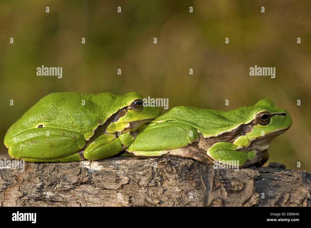 European treefrog, common treefrog, Central European treefrog (Hyla arborea), two treefrogs resting on a branch, Germany Stock Photo