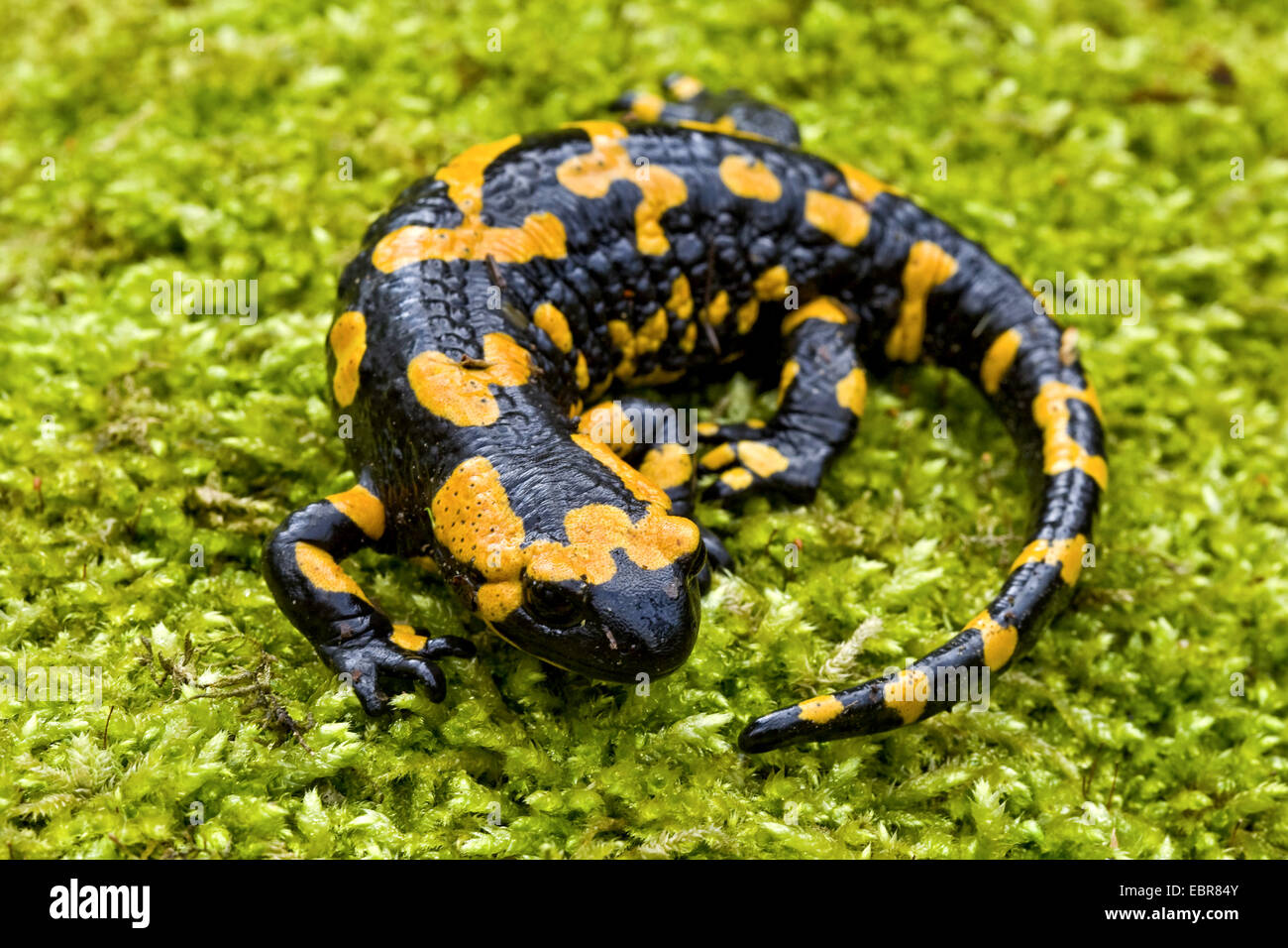 European fire salamander (Salamandra salamandra), lying in moss, Germany Stock Photo