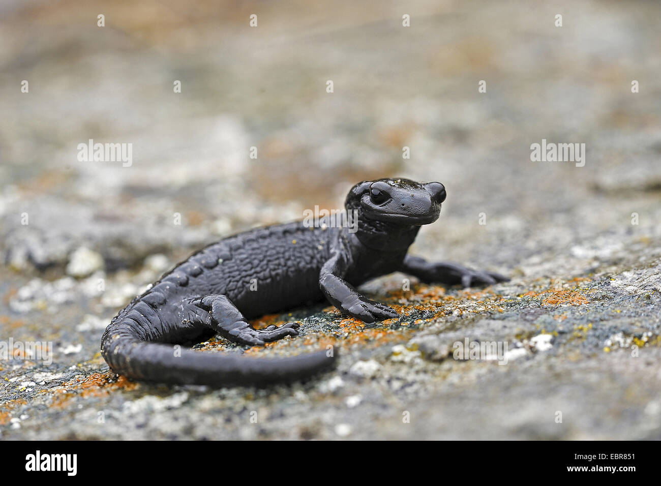 Alpine salamander, European Alpine salamander (Salamandra atra), lying on a rock, Germany Stock Photo