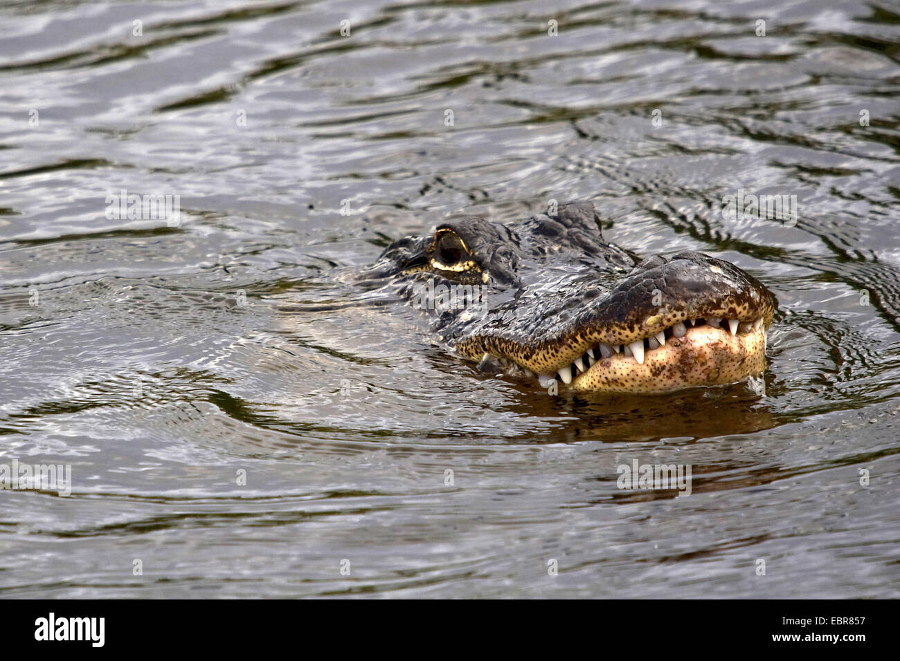 American alligator (Alligator mississippiensis), portrait in water, USA, Florida, Everglades National Park Stock Photo