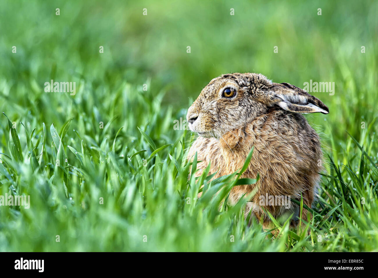 European hare, Brown hare (Lepus europaeus), cowering in a meadow, Austria Stock Photo