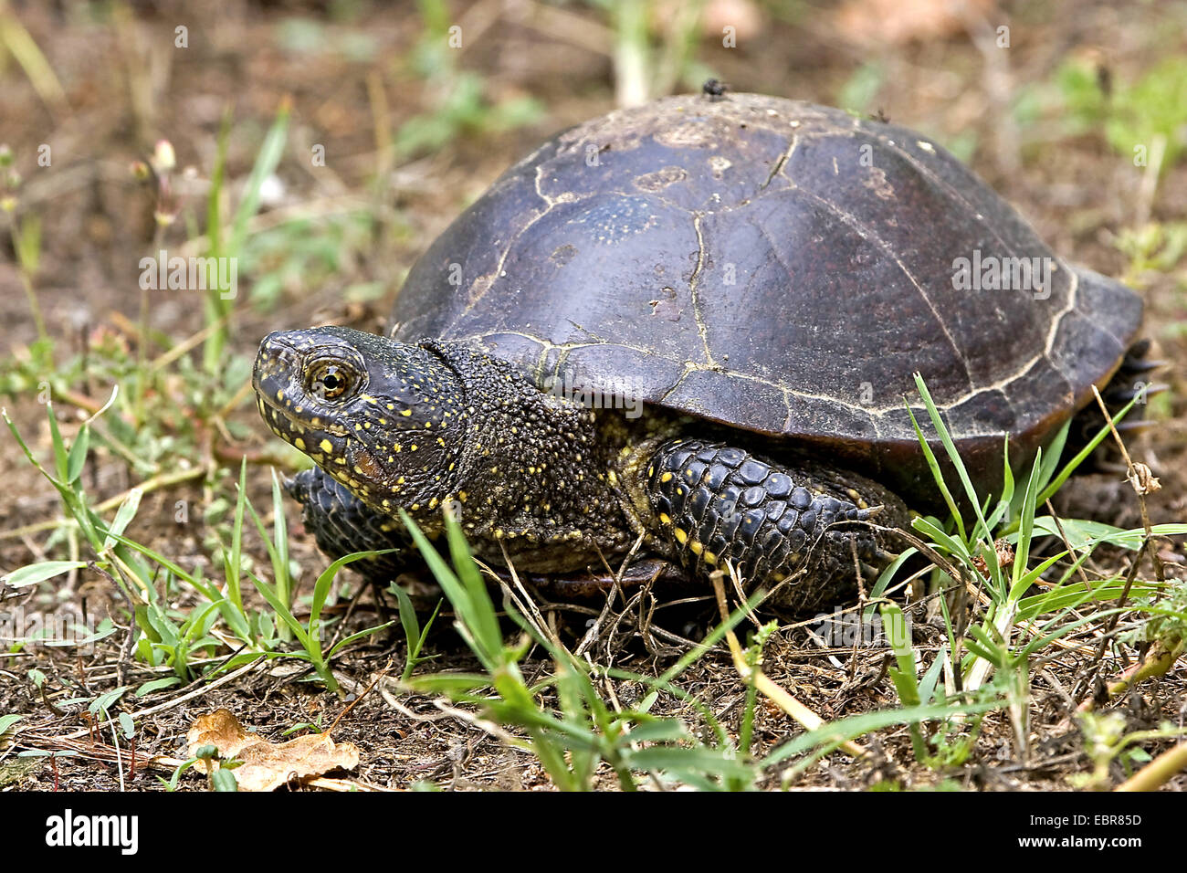 European pond terrapin, European pond turtle, European pond tortoise (Emys orbicularis), on land, Germany Stock Photo