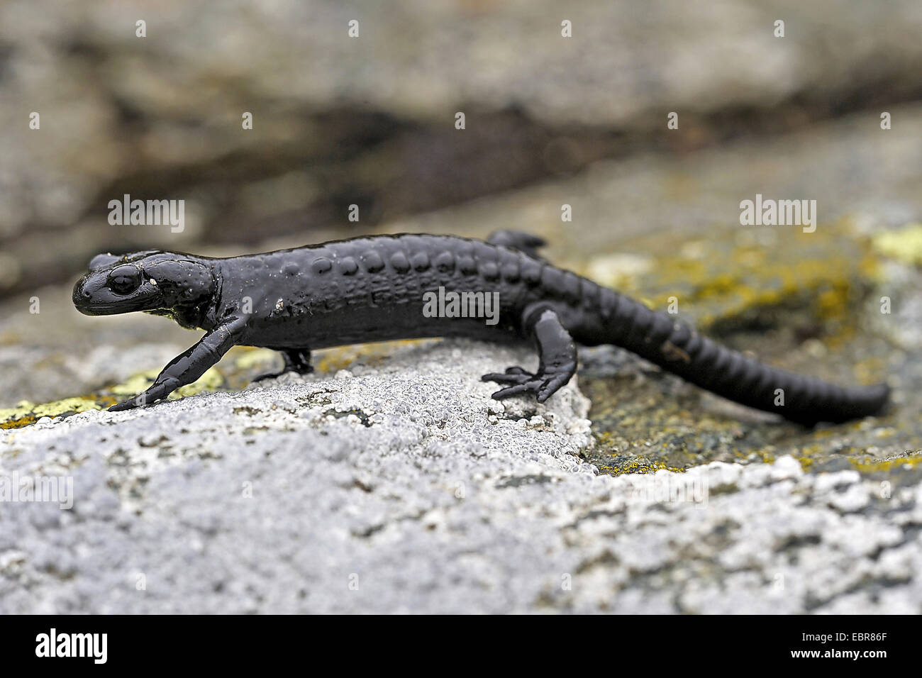 Alpine salamander, European Alpine salamander (Salamandra atra), walking over a rock, Germany Stock Photo