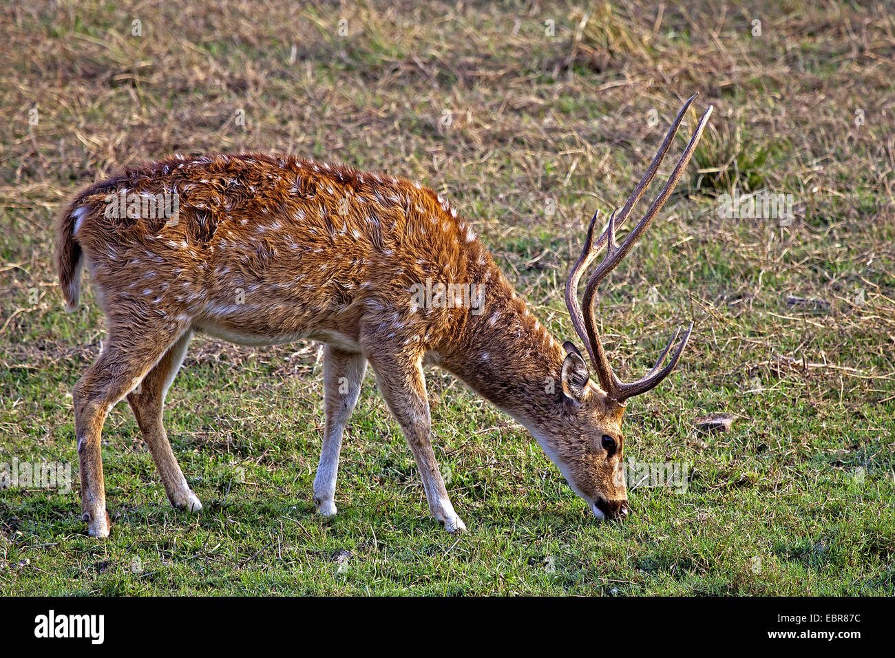 spotted deer, axis deer, chital (Axis axis, Cervus axis), grazing