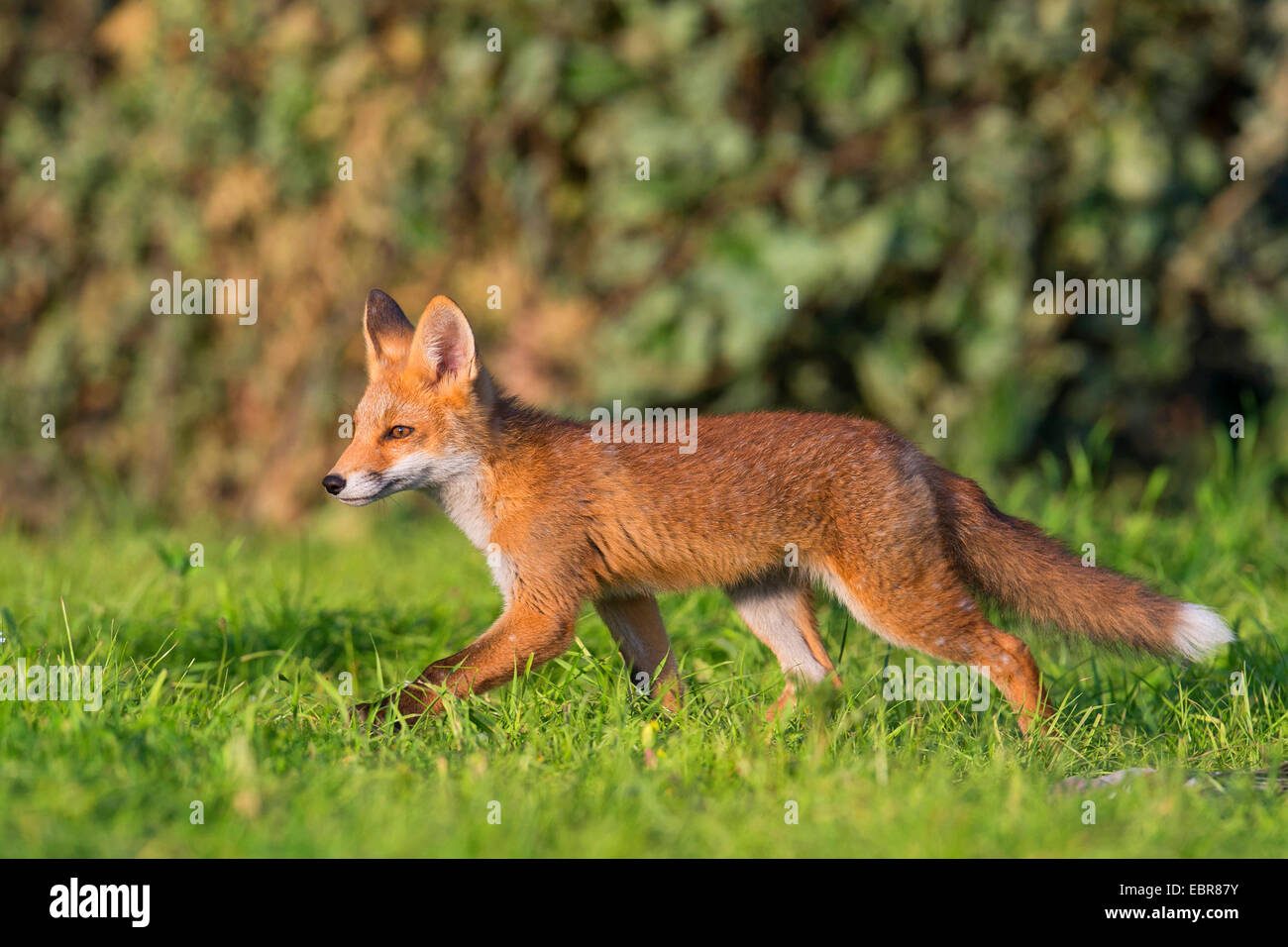 red fox (Vulpes vulpes), young fox ranging through its home range, Germany, Lower Saxony Stock Photo
