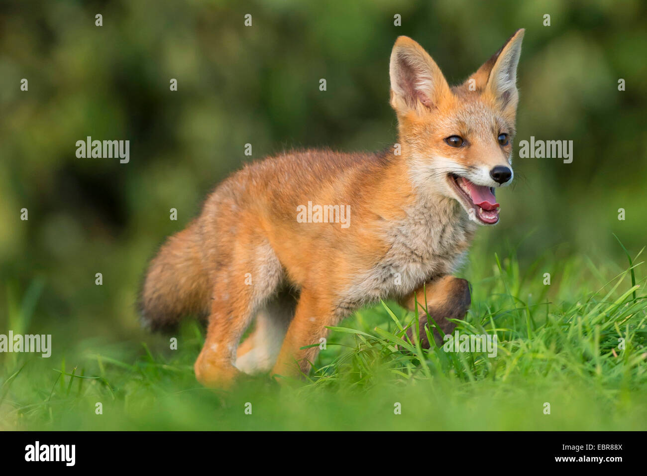 red fox (Vulpes vulpes), young fox ranging through its home range, Germany, Lower Saxony Stock Photo
