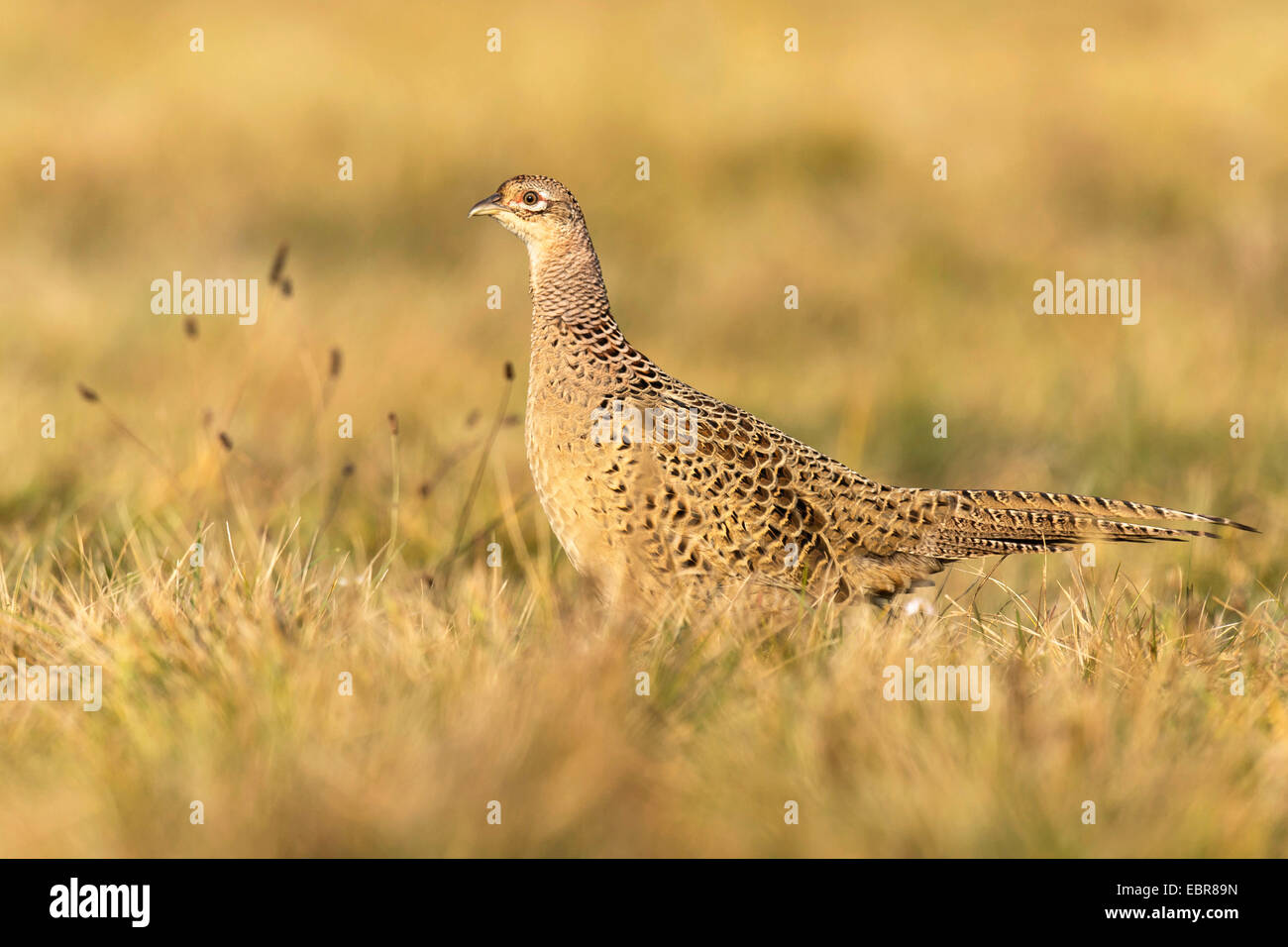 common pheasant, Caucasus Pheasant, Caucasian Pheasant (Phasianus colchicus), hen in a meadow, Poland, Kutno Stock Photo