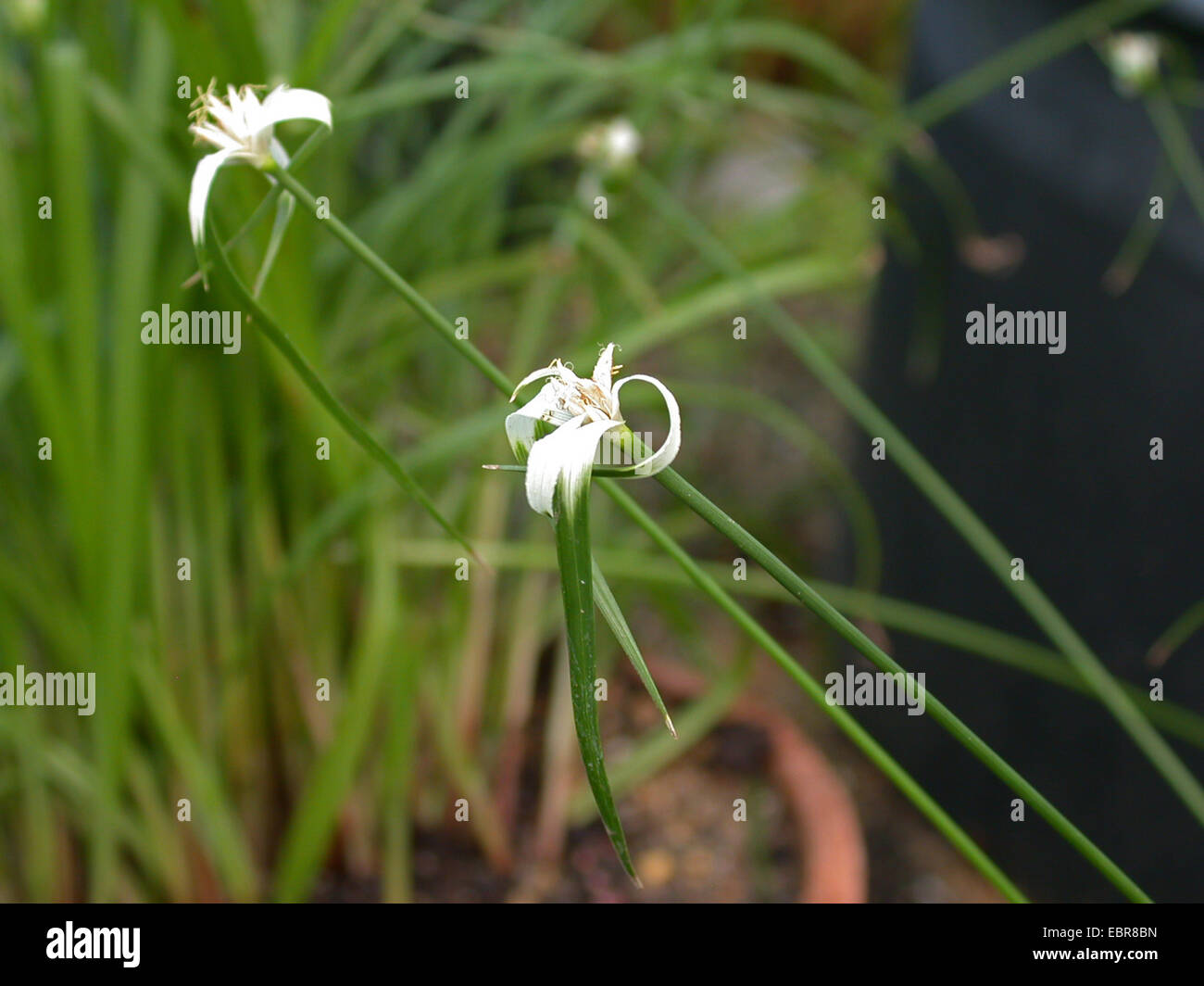 White Star Sedge, White-topped Sedge, Starrush Whitetop (Rhynchospora  colorata, Schoenus colorata), blooming Stock Photo - Alamy