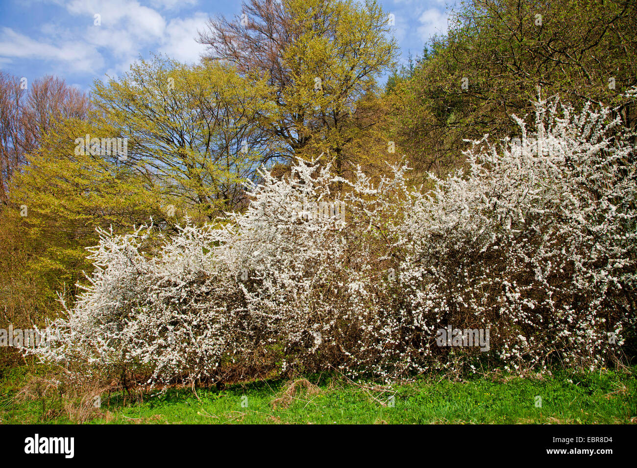 blackthorn, sloe (Prunus spinosa), blooming hedge, Germany, Rhineland-Palatinate, Eifel Stock Photo