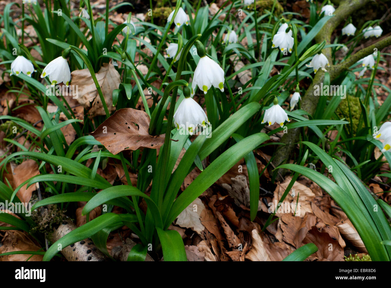 spring snowflake (Leucojum vernum), blooming, Germany, Rhineland-Palatinate Stock Photo