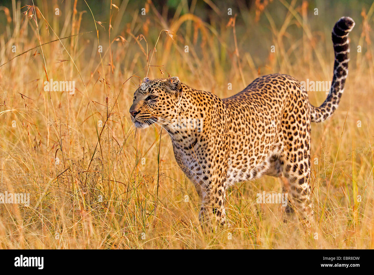 leopard (Panthera pardus), standing on dried grass, Kenya, Masai Mara National Park Stock Photo