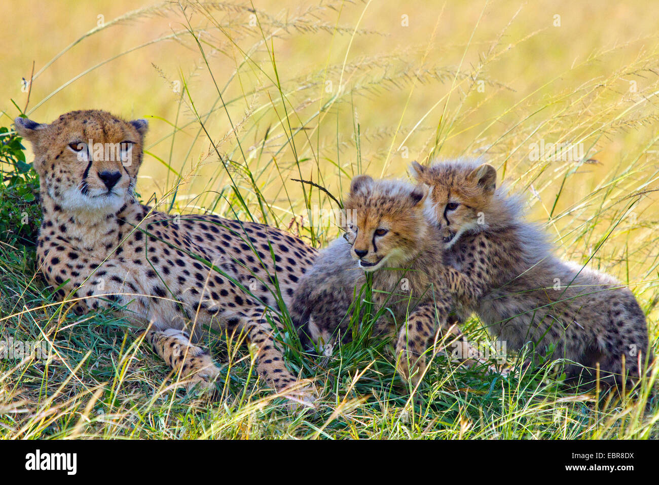 cheetah (Acinonyx jubatus), female cheetah with her young animals, Kenya, Masai Mara National Park Stock Photo