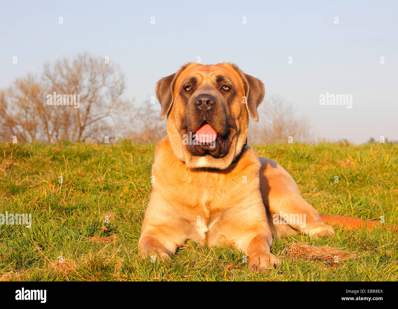 Cane Corso Italiano (Canis lupus f. familiaris), two year old female lies in a meadow, Germany Stock Photo