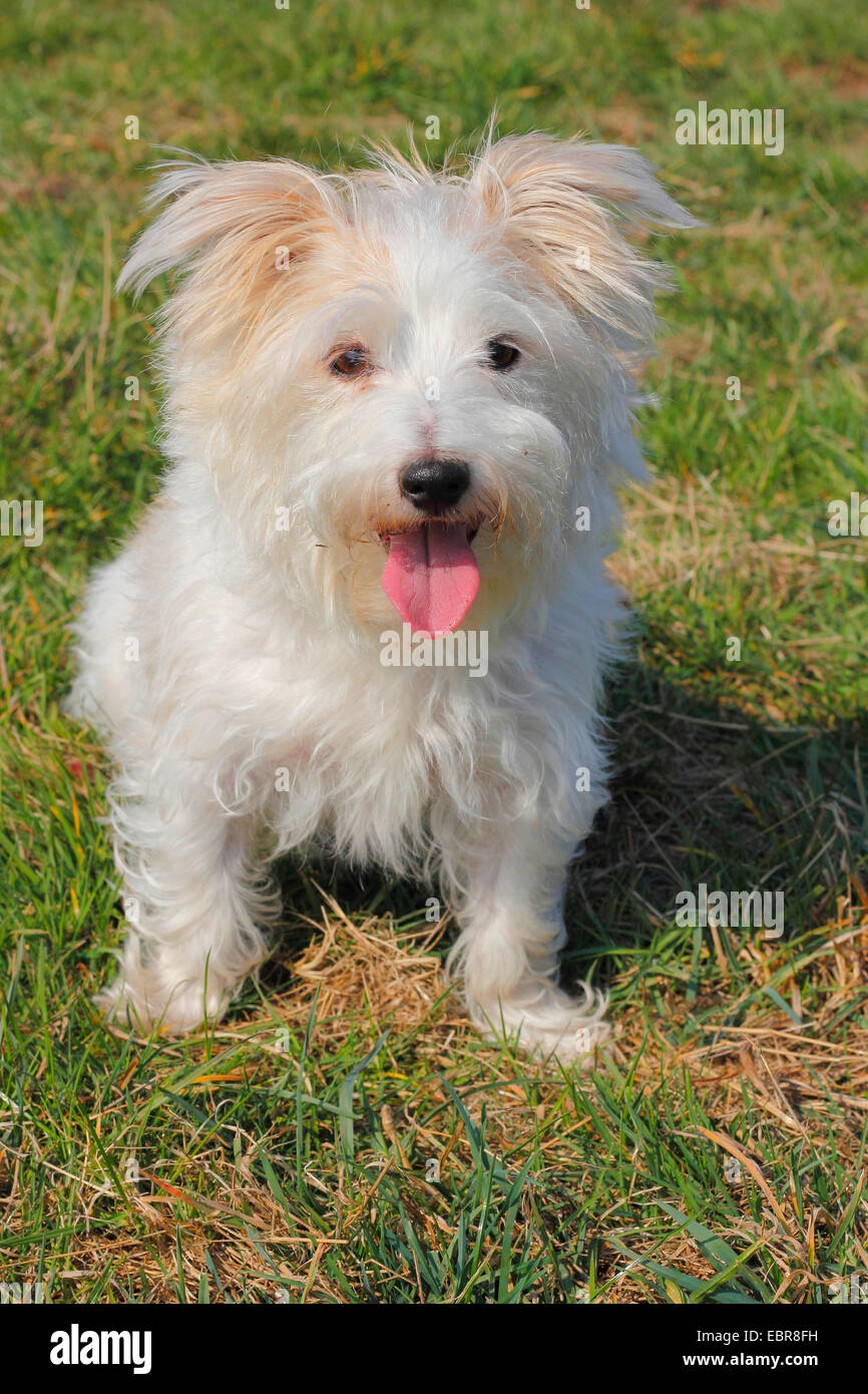 mixed breed dog (Canis lupus f. familiaris), nine year old male, Malteser Jack Russell mixed breed, sits in a meadow Stock Photo