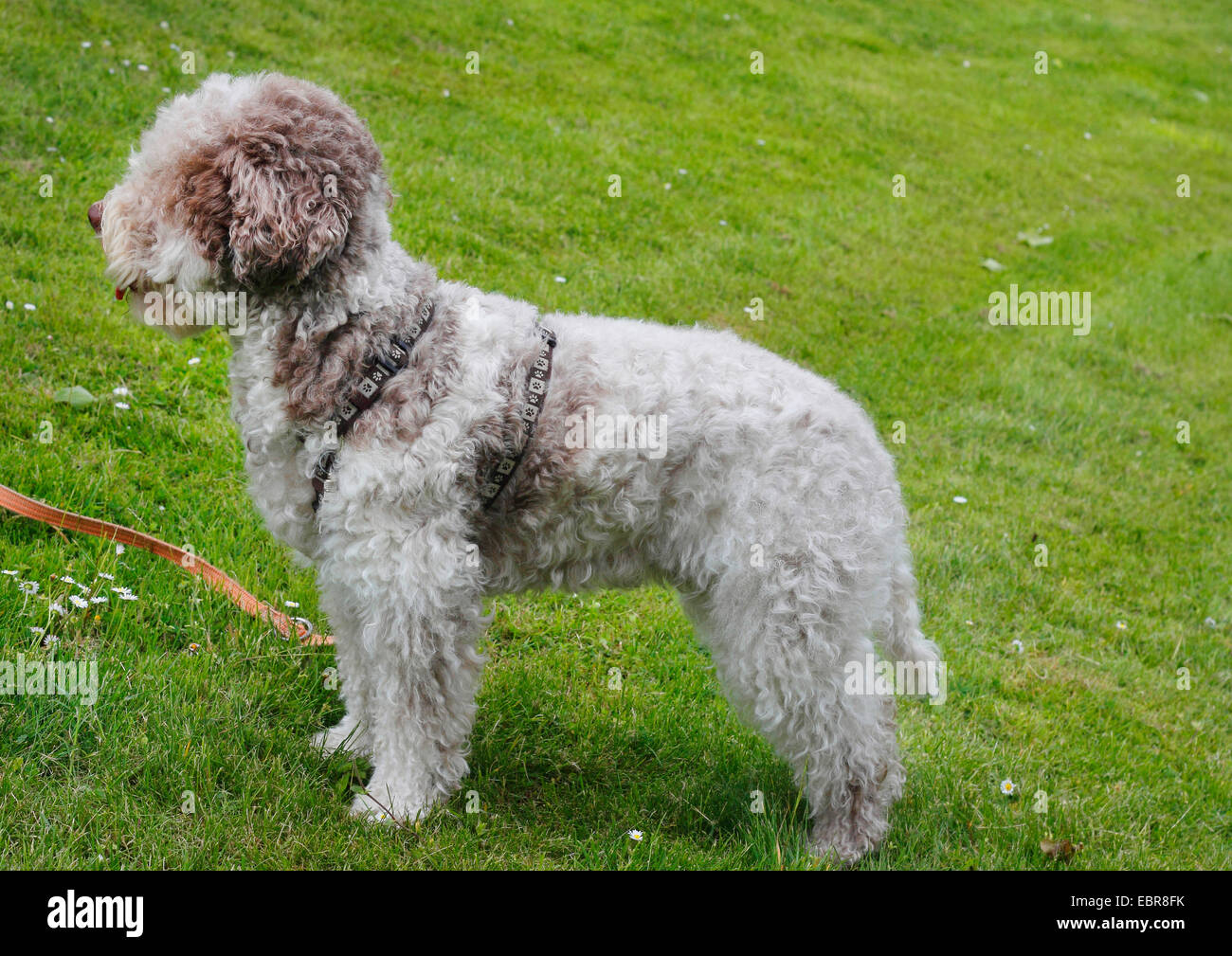 Italian Waterdog (Canis lupus f. familiaris), three year old female in a meadow, Germany Stock Photo
