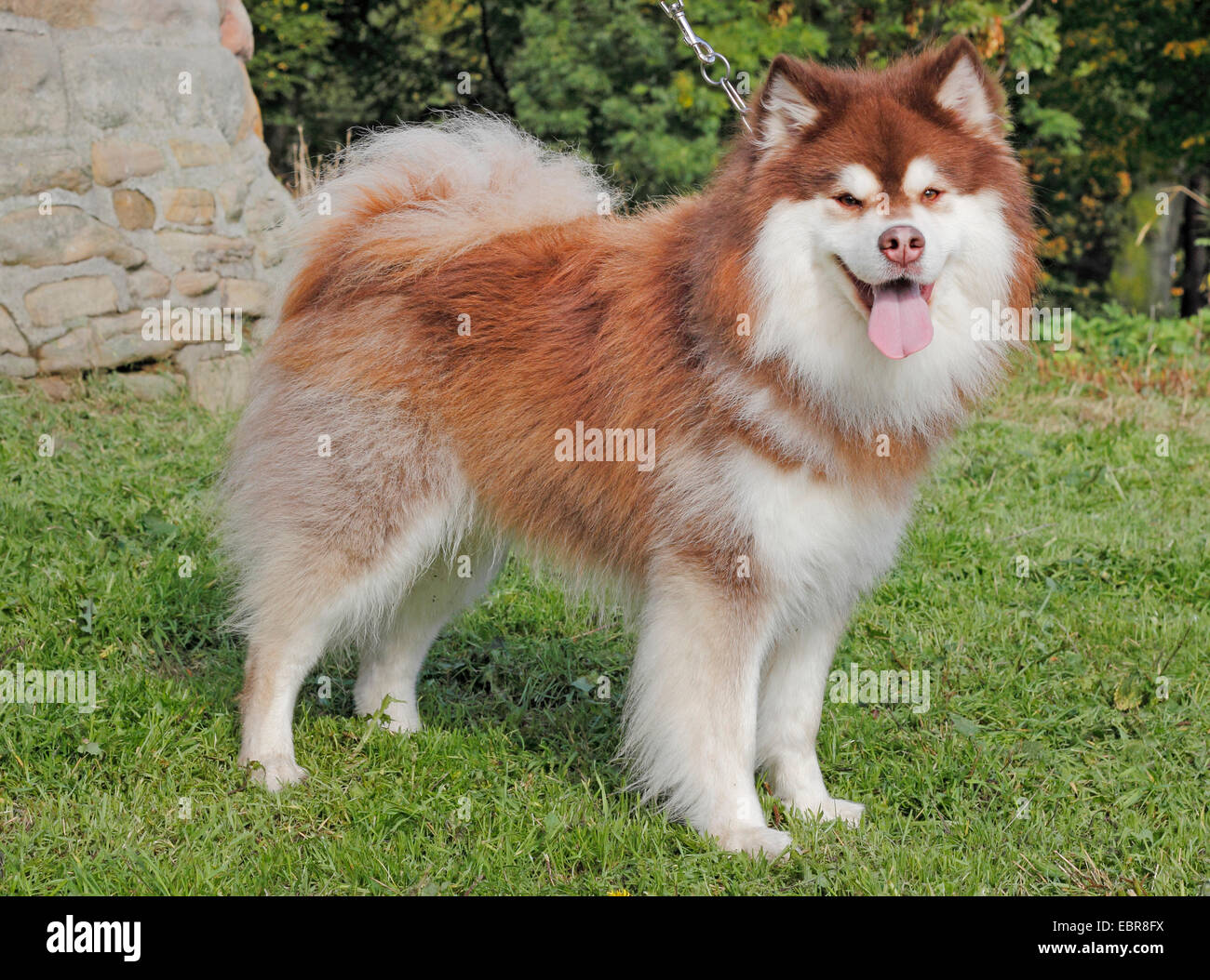 Finnish Reindeer Herder (Canis lupus f. familiaris), three year old male in a meadow Stock Photo