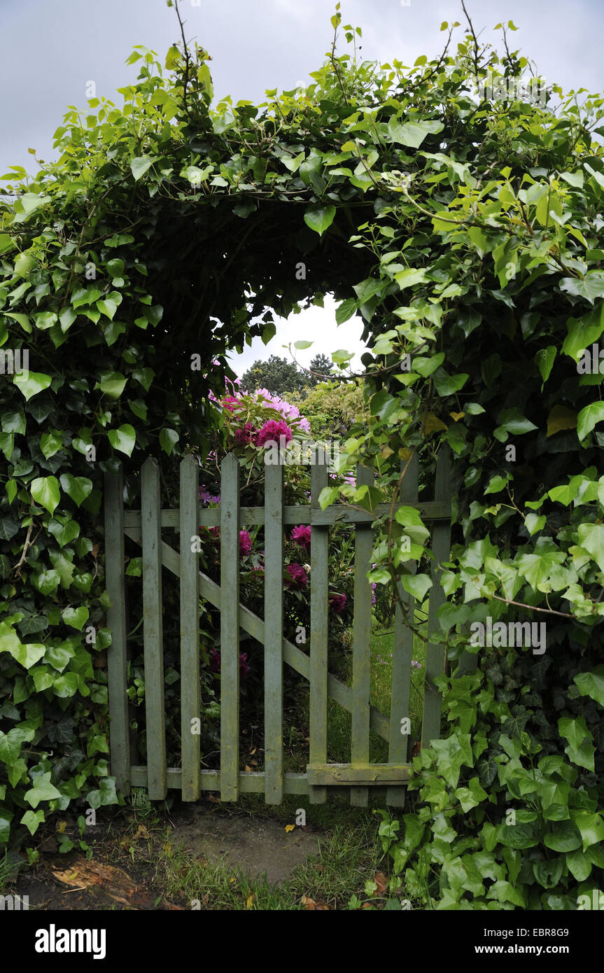 ivy-covered garden gate, Germany, North Rhine-Westphalia, Ruhr Area, Witten Stock Photo