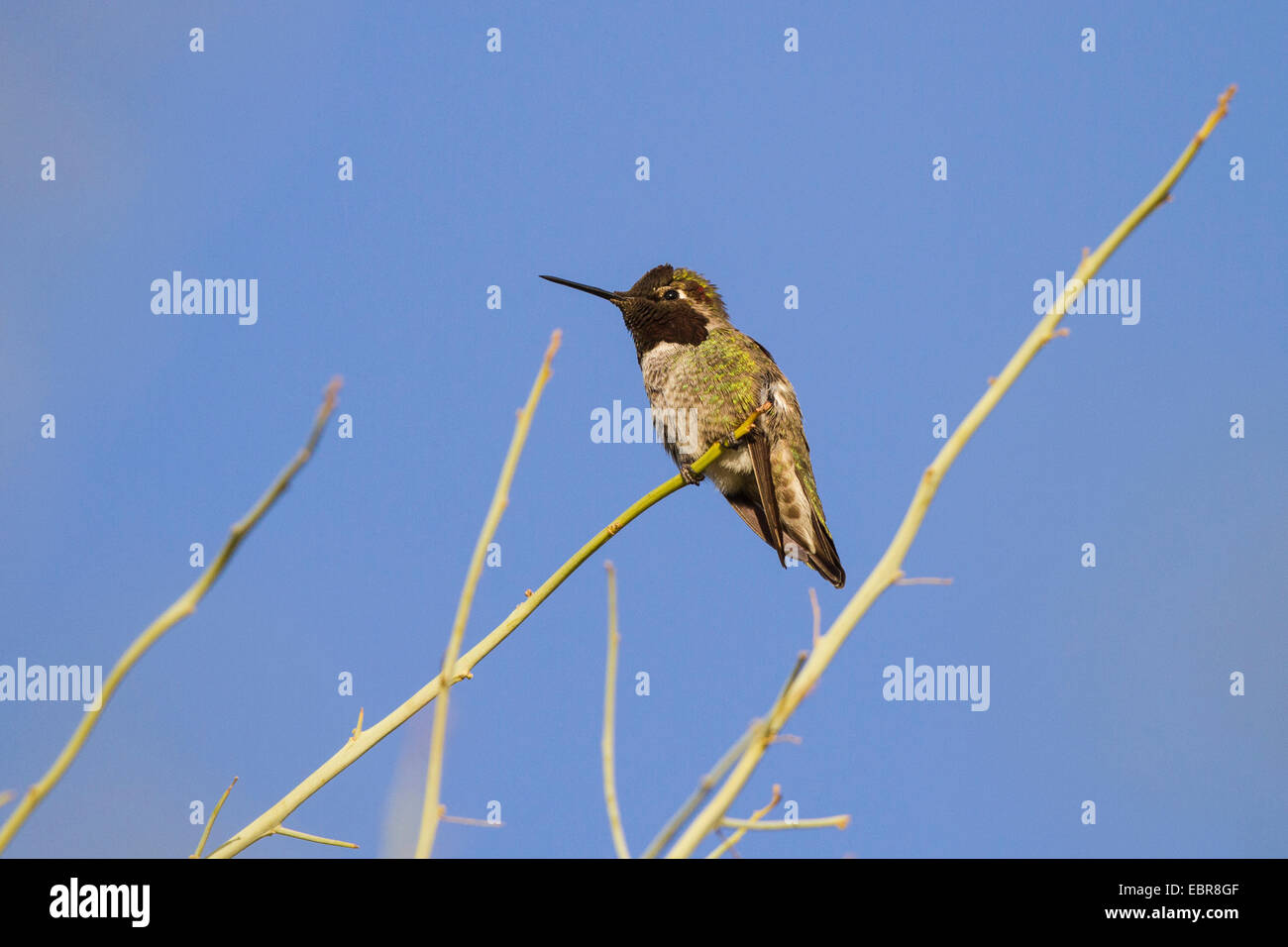 Costa�s Hummingbird (Calypte costae), male on outlook, USA, Arizona Stock Photo