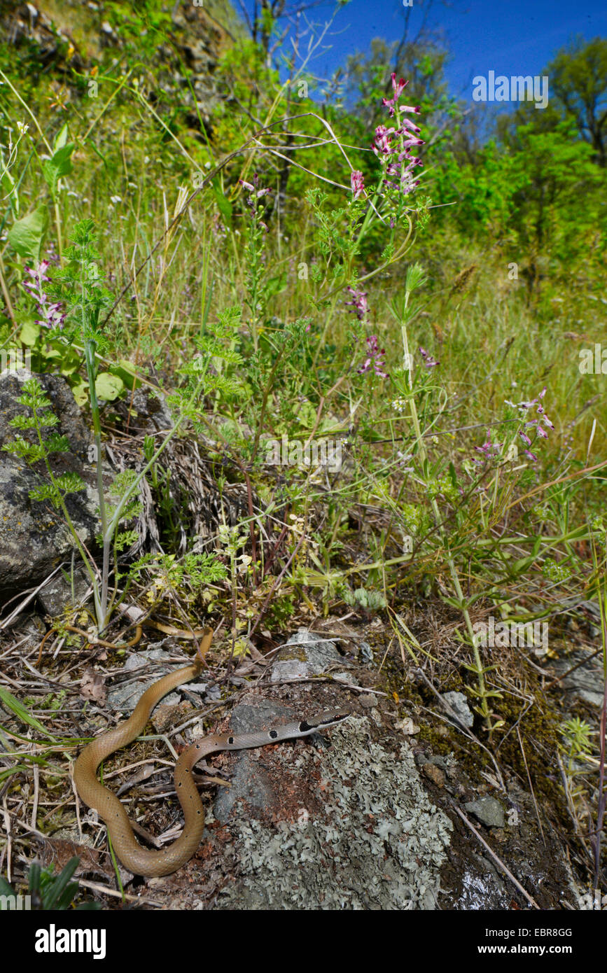 Collared Dwarf Racer, Red Whip Snake (Platyceps collaris, Coluber ...