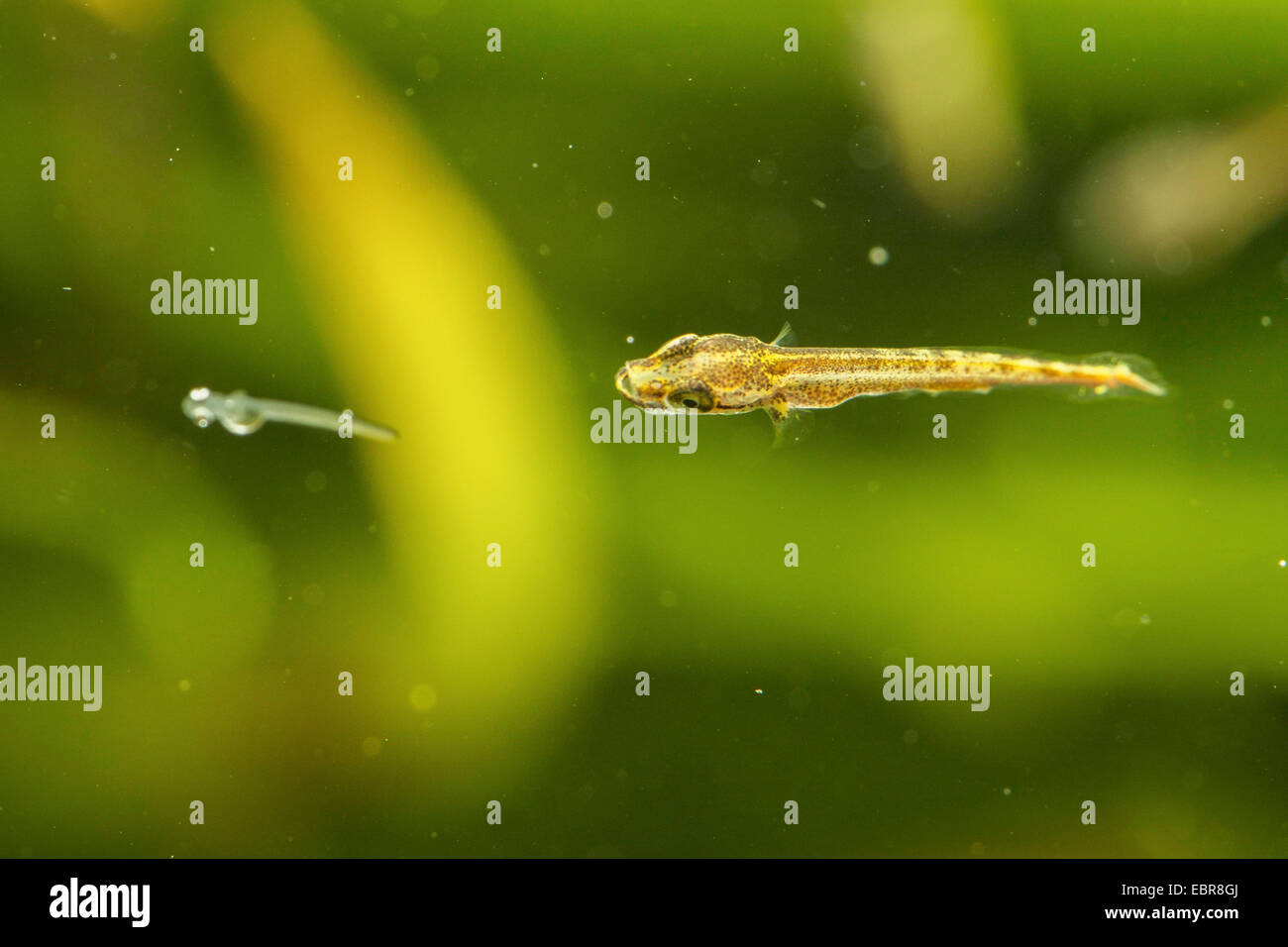 pike, northern pike (Esox lucius), swimming larva preying on water larva of a perch, Germany Stock Photo