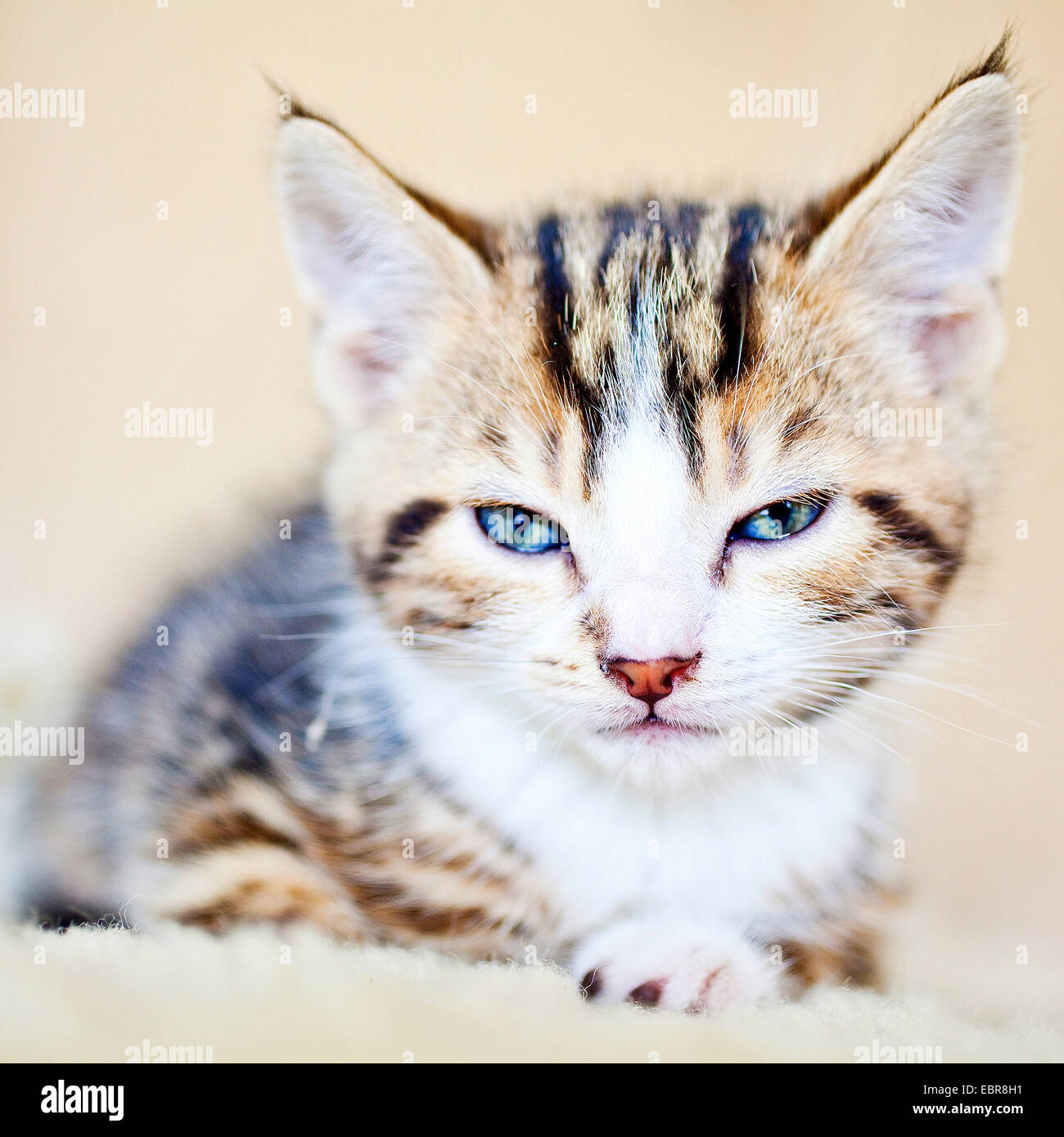 domestic cat, house cat (Felis silvestris f. catus), portrait of a kitty, Germany Stock Photo