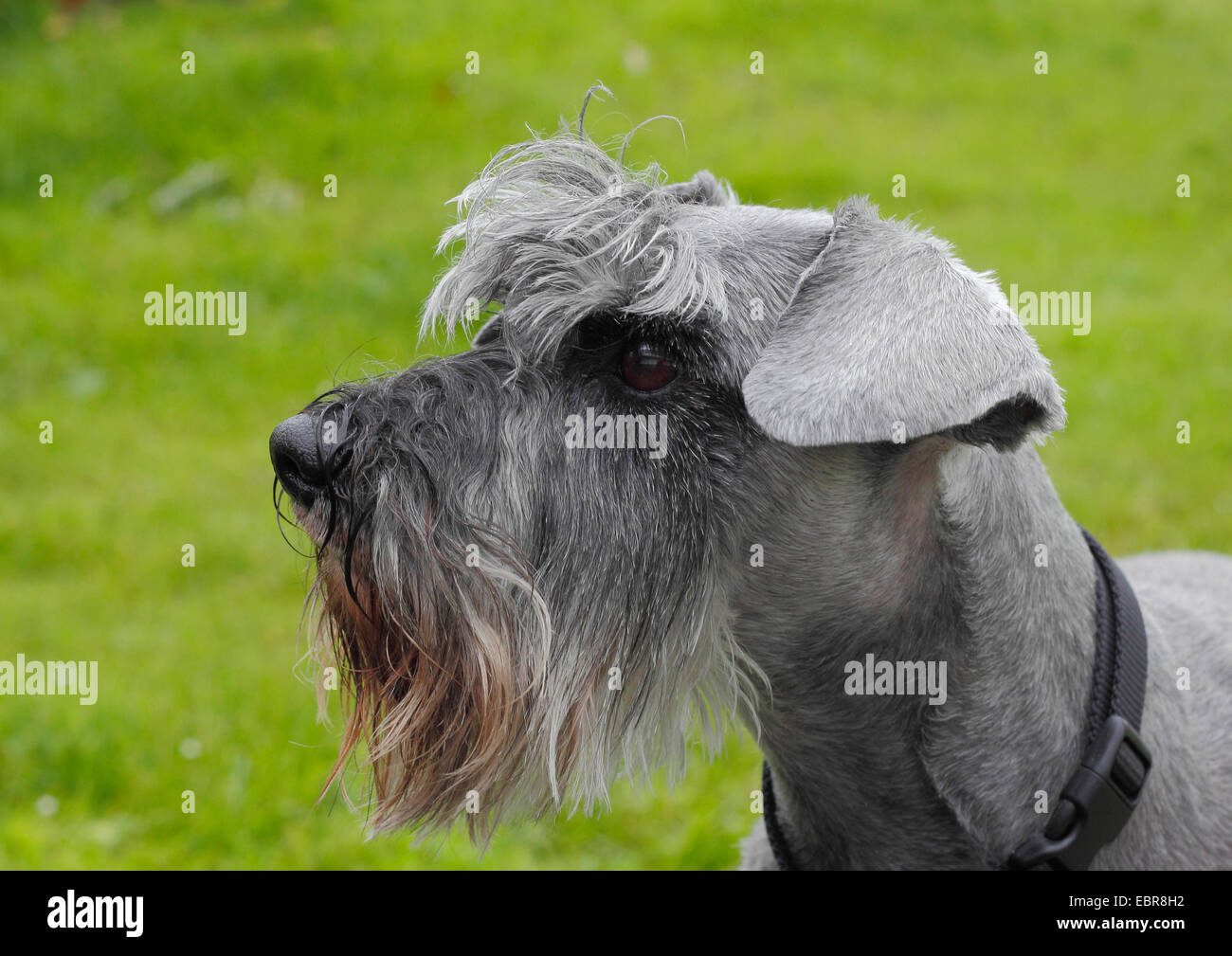 Miniature Schnauzer (Canis lupus f. familiaris), six year old female in a meadow, portrait, Germany Stock Photo