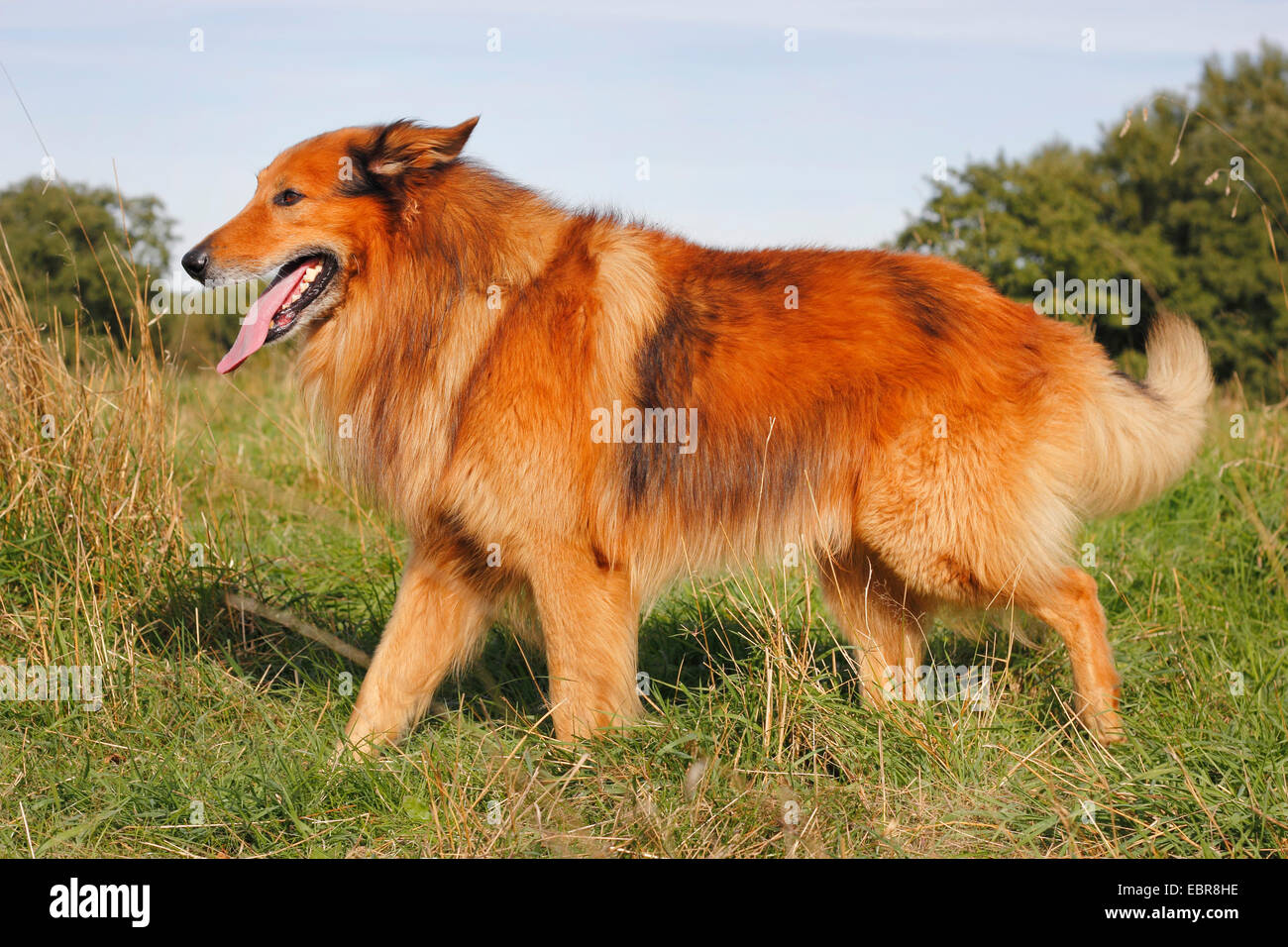 mixed breed dog (Canis lupus f. familiaris), mixed breed in a meadow