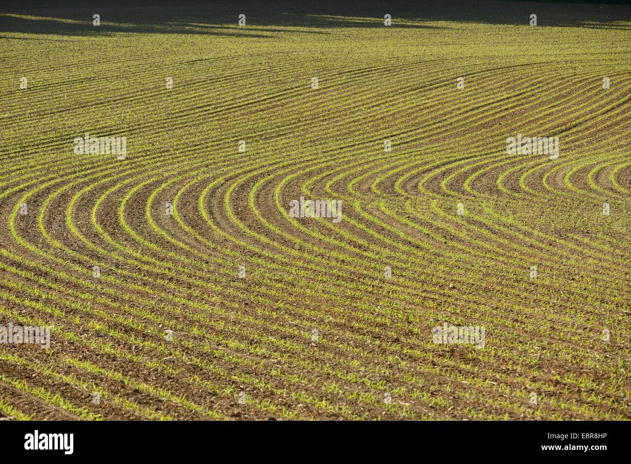 fresh planted corn field, Germany, Bavaria, Oberpfalz Stock Photo