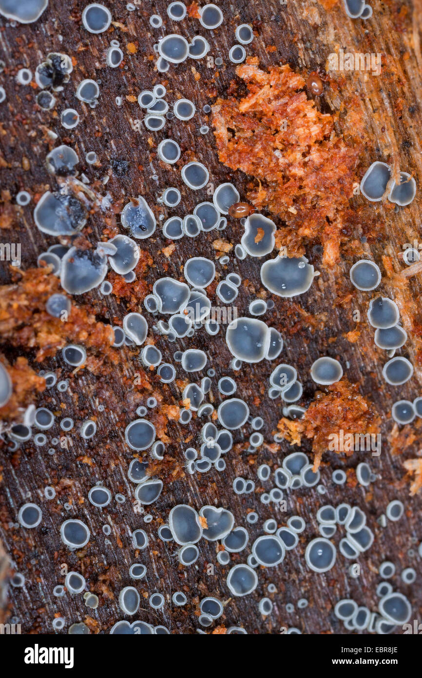 Disco ascomycete (Mollisia spec., Belonopsis spec.), saprophytic on dead wood, Germany Stock Photo