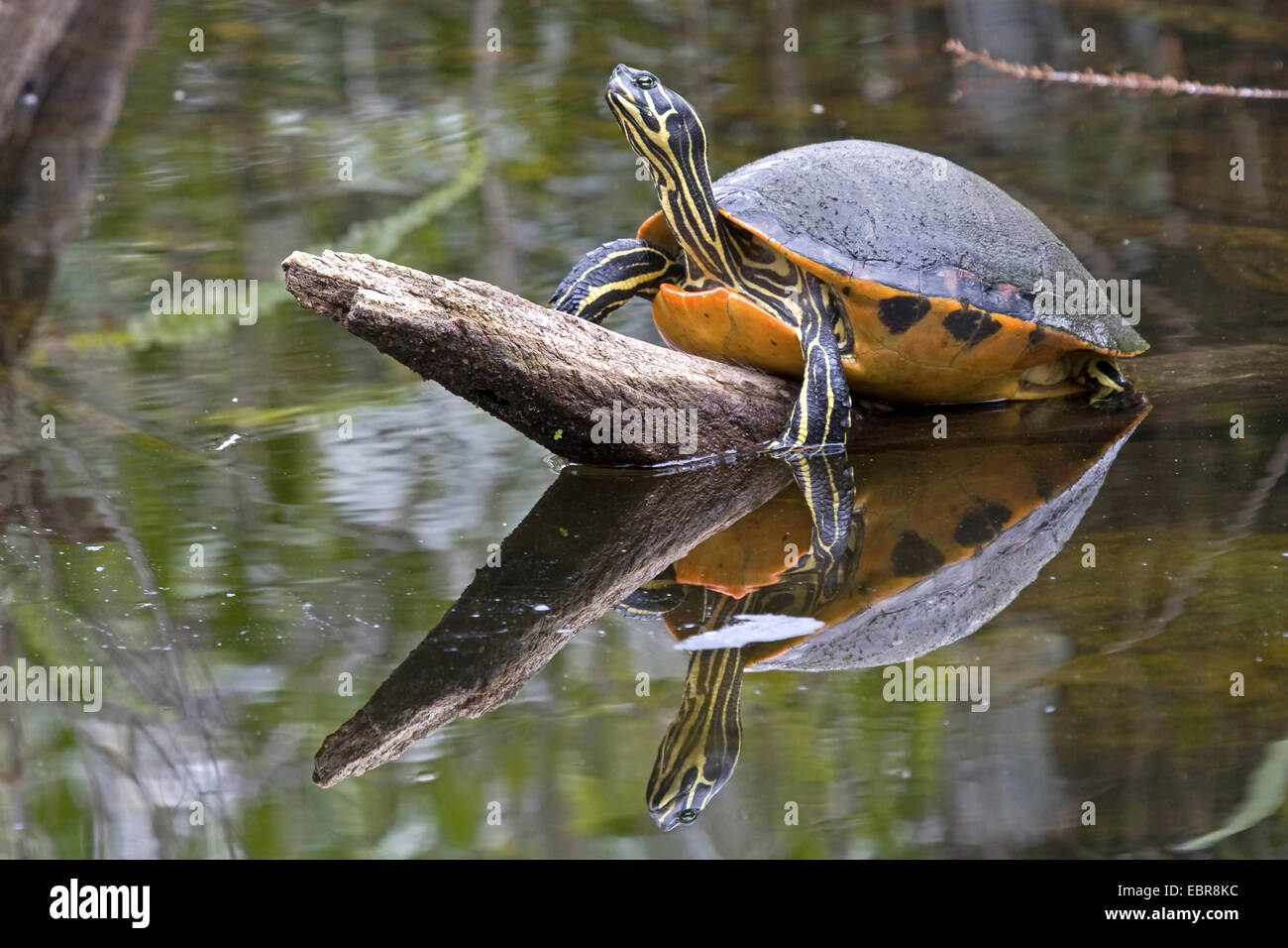 Florida redbelly turtle, Florida red-bellied turtle (Pseudemys rubriventris nelsoni, Chrysemys nelsoni, Pseudemys nelsoni), lying on a branch over a pond, USA, Florida, Everglades National Park Stock Photo