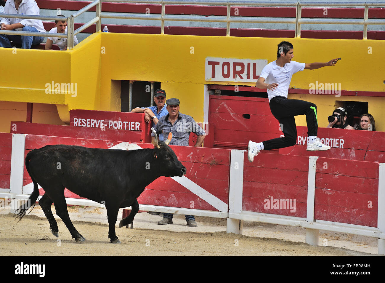 domestic cattle (Bos primigenius f. taurus), bullfight training, bull ...