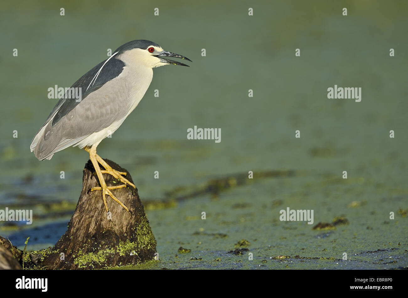 black-crowned night heron (Nycticorax nycticorax), sittin on a tree snag at a water calling, USA, Florida, Everglades National Park Stock Photo