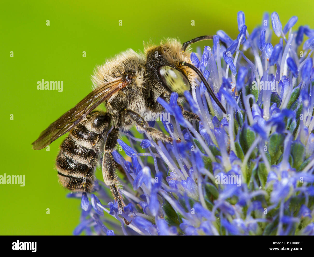 alfalfa leafcutter bee (Megachile rotundata), male on Eryngium planum