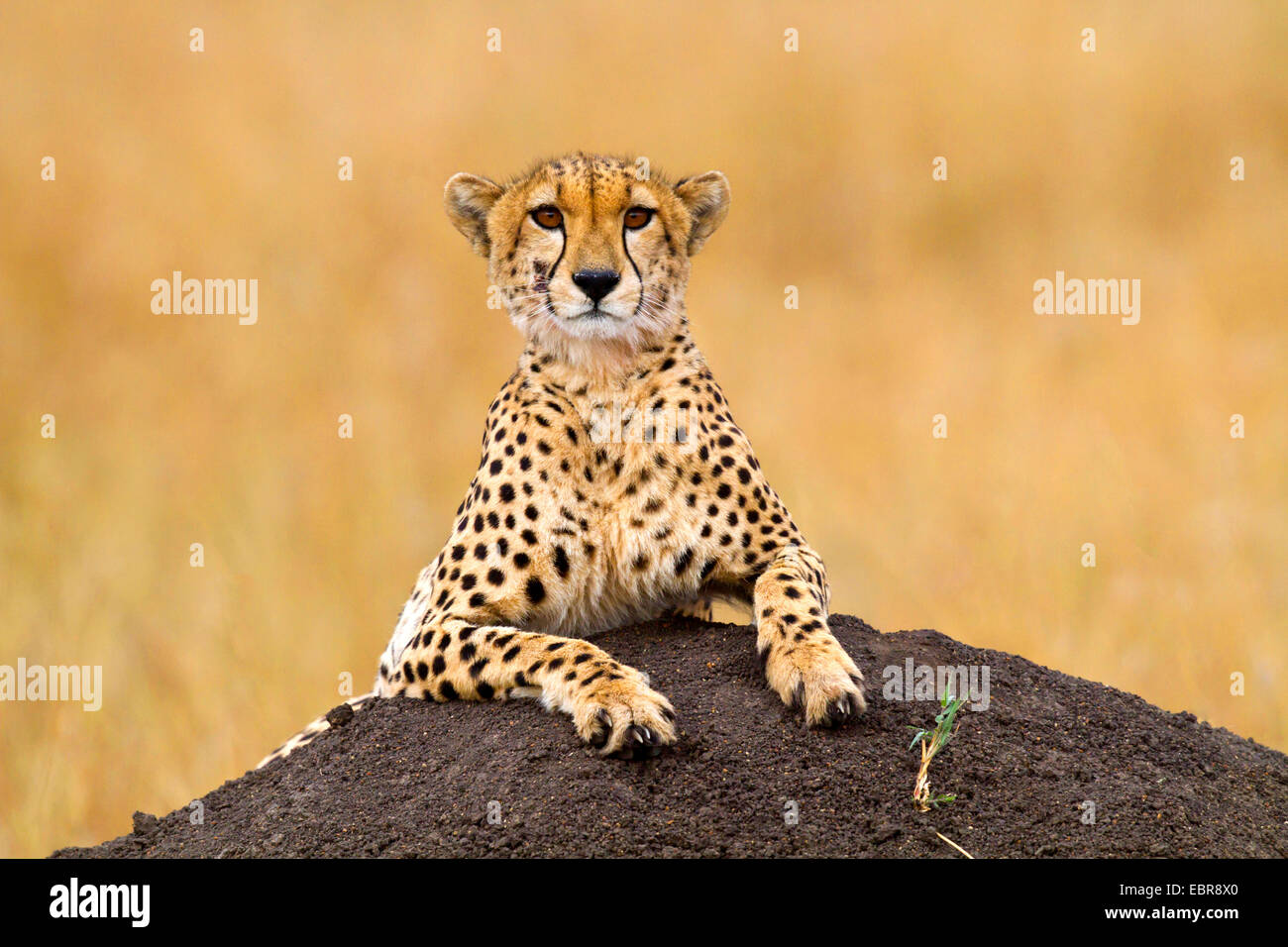 cheetah (Acinonyx jubatus), lying on a mound of earth and looking toward camera , Kenya, Masai Mara National Park Stock Photo