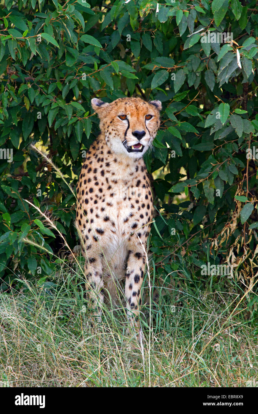 cheetah (Acinonyx jubatus), sitting in the shrub, Kenya, Masai Mara National Park Stock Photo
