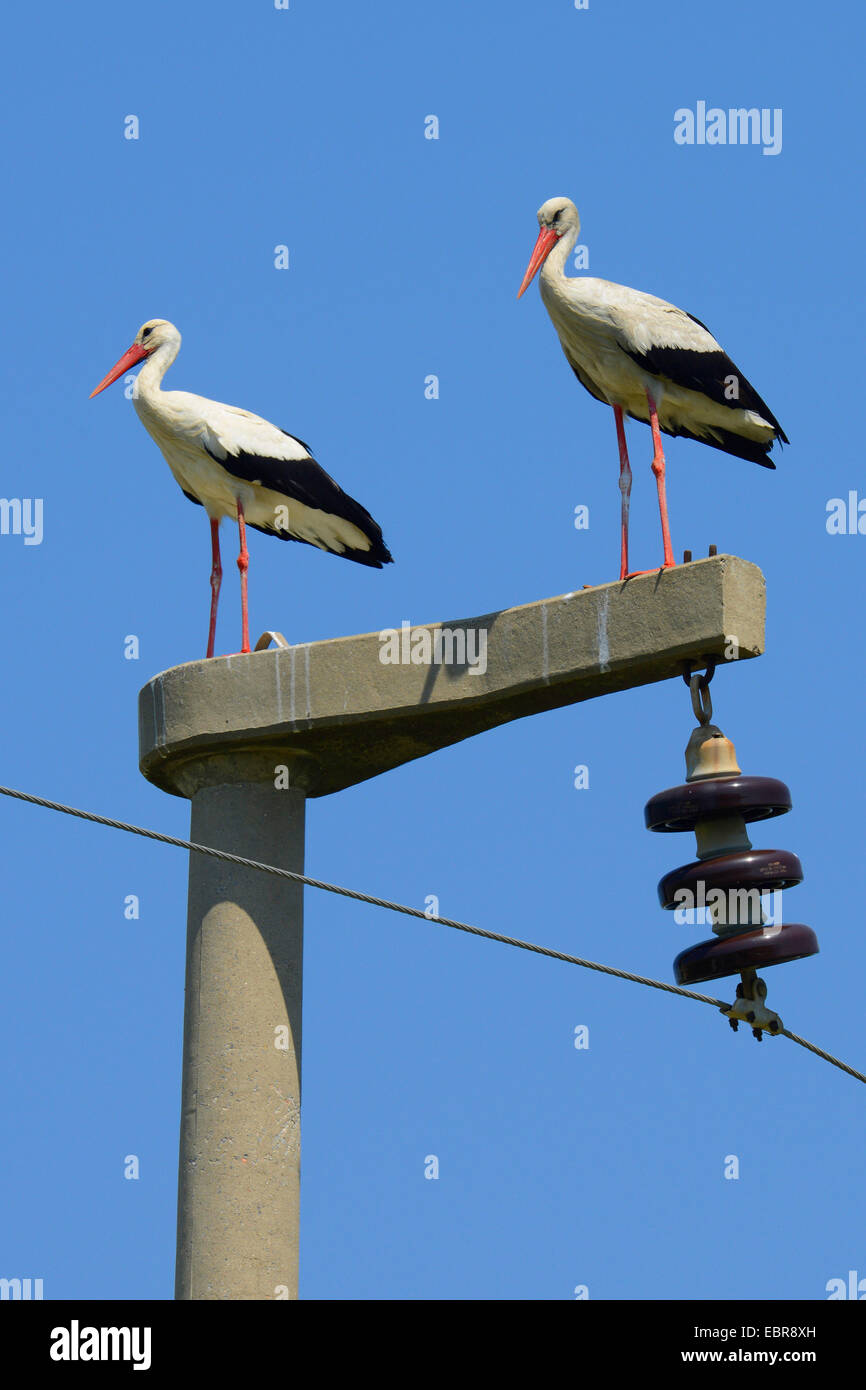 white stork (Ciconia ciconia), two storks on a power pole, Turkey, Dalyan Stock Photo