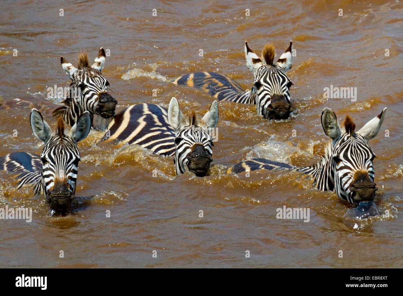 Boehm's zebra,  Grant's zebra (Equus quagga boehmi, Equus quagga granti), five zebras swimming through the Lake Nakuru, Kenya, Masai Mara National Park Stock Photo