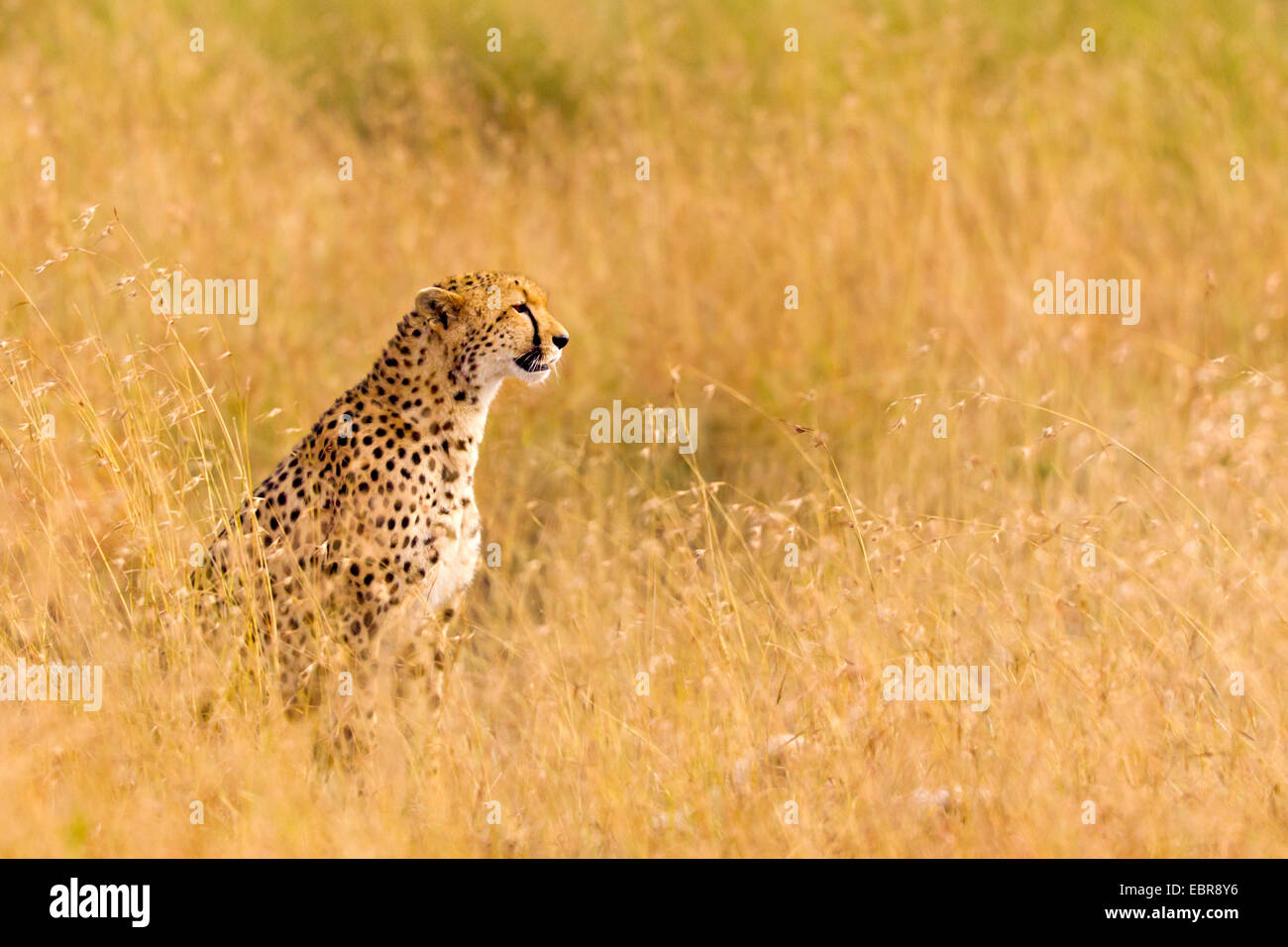 cheetah (Acinonyx jubatus), sitting in the savannah, Kenya, Masai Mara National Park Stock Photo