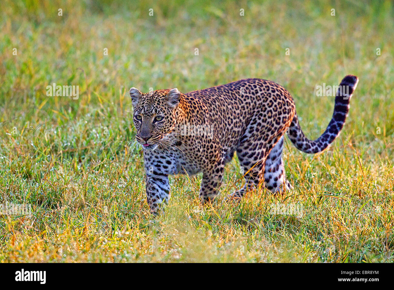 leopard (Panthera pardus), walking in a meadow, Kenya, Masai Mara National Park Stock Photo
