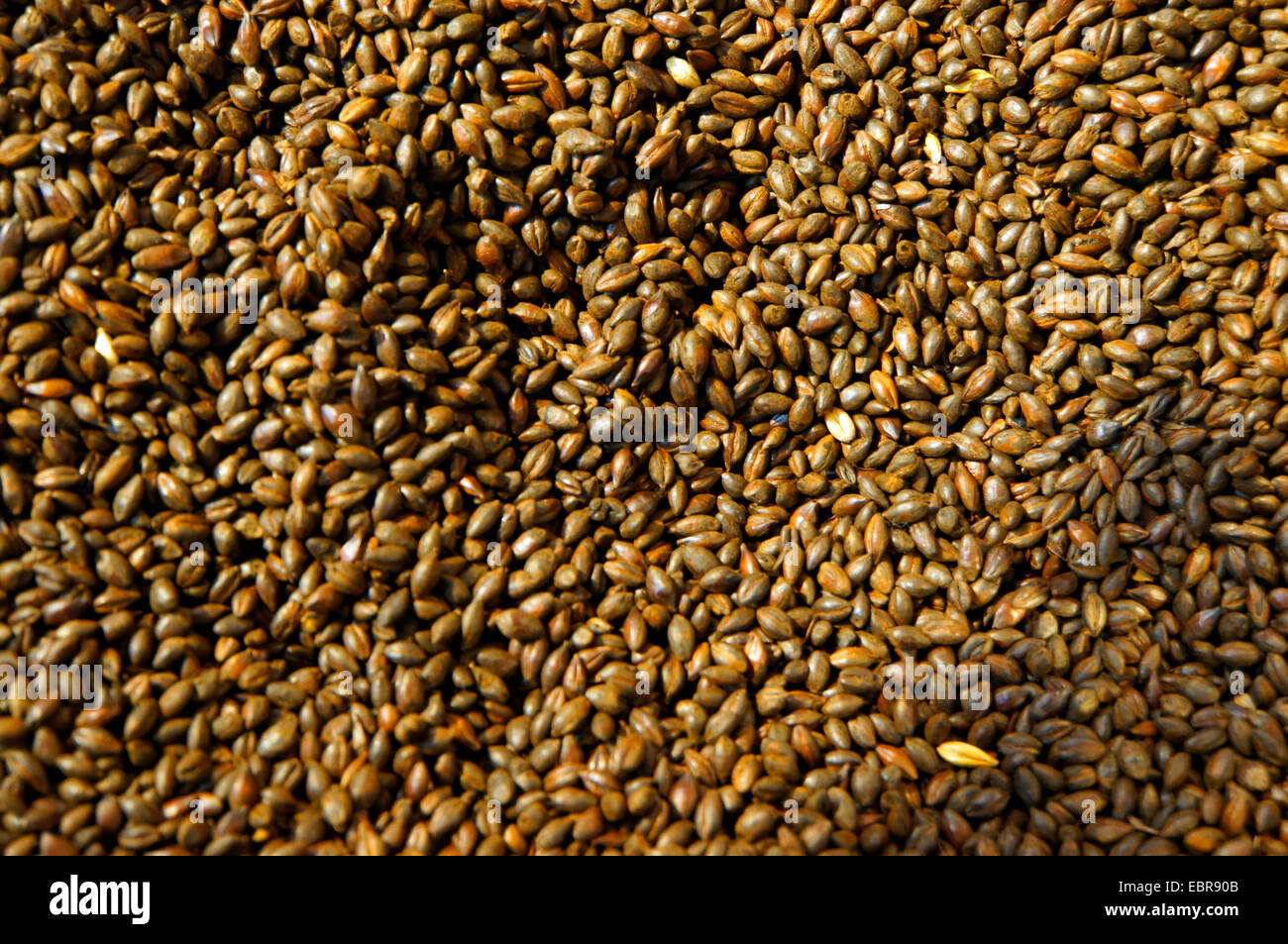 brewing malt for beer production Stock Photo
