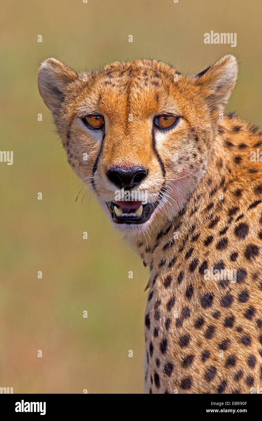 cheetah (Acinonyx jubatus), portrait, Kenya, Masai Mara National Park Stock Photo