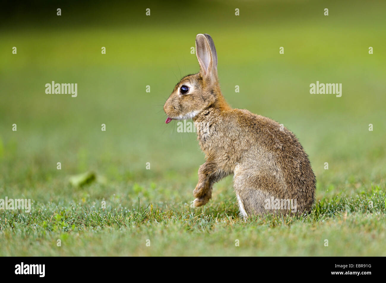 Rabbit tongue hires stock photography and images Alamy