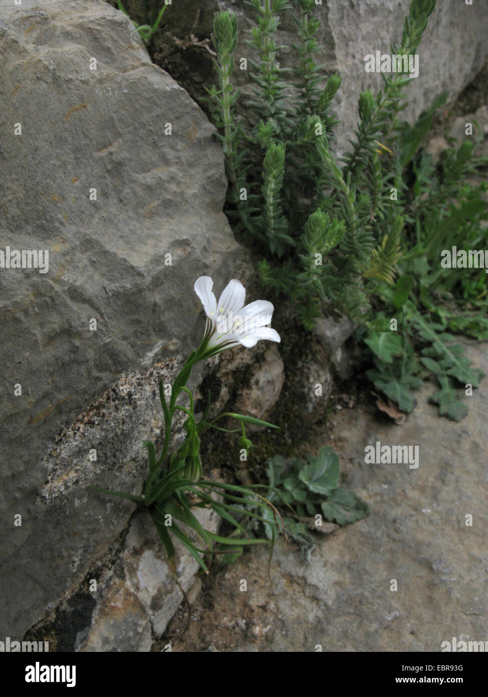 Greek Gagea (Gagea graeca), blooming, Greece, Peloponnese Stock Photo