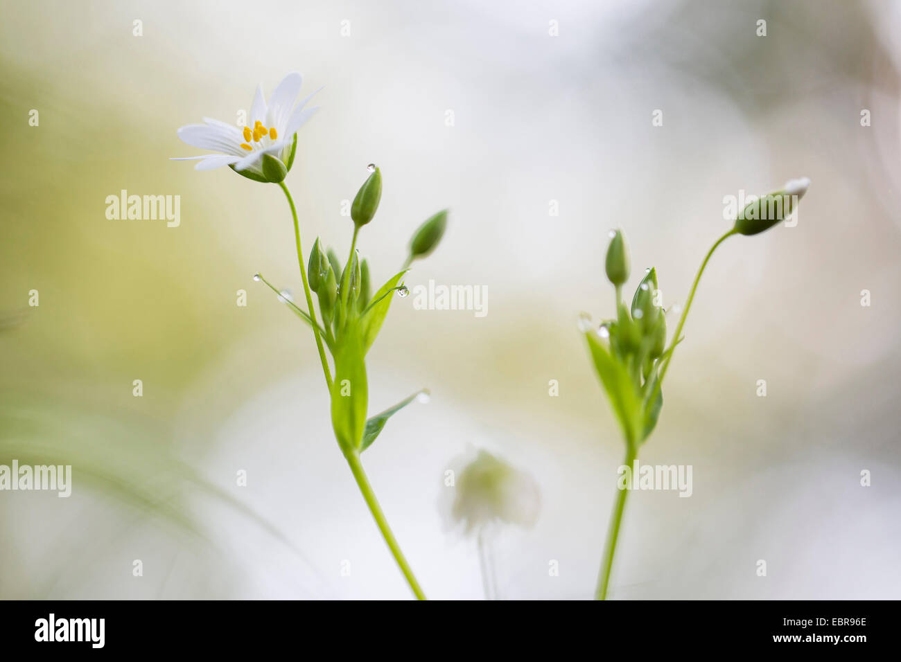 Plant of flower hi-res stock photography and images - Alamy